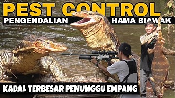 BERBURU BIAWAK UNTUK MEMBANTU WARGA MENGURANGI HAMA BUDIDAYA IKAN || PEST CONTROL || MONITOR LIZARD