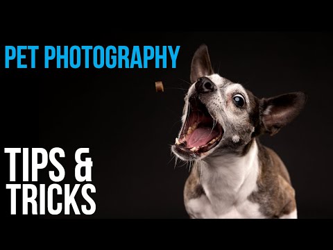 Video: 5 Tips voor het vastleggen van een onvergetelijk portret van uw huisdier
