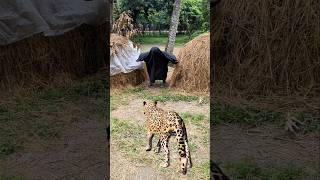 leopard attack on a boy in the open field😱 #viral #wildlife #shortsfeed #youtubeshorts
