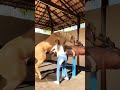 horse cumming
