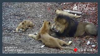 Lion Cub Cam Highlight | More Fun With Tube Enrichment