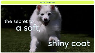 7 ways to make your dog's coat full and shiny