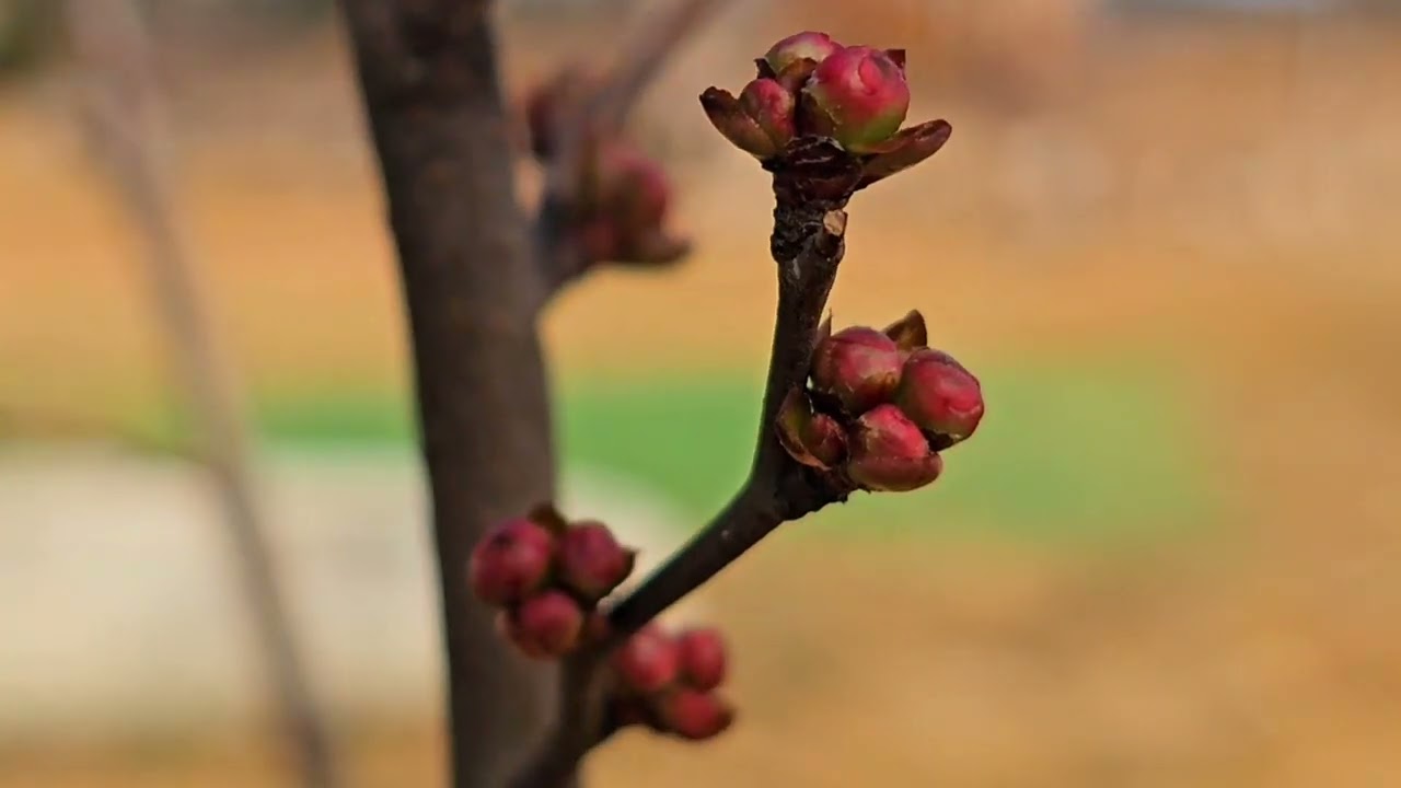 #봄이오는길  시골정원  봄소식 ,진달래 봄 #시골이모tv. 꽃망울, 명자나무, 상사화,  반려동물 고양이 dog 강아지 유정란 자연부화 