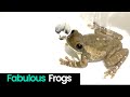 Fabulous frogs compilation