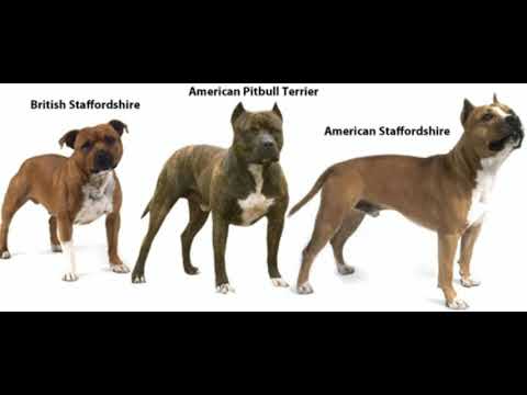 Video: Qual è La Differenza Tra Pit Bull Terrier E Staffor