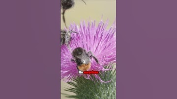 Unlock the Secrets of Pollinator Paradise! 🌼🐝