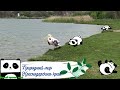 Живая природа Краснодарского края. Wildlife of the Krasnodar Territory.