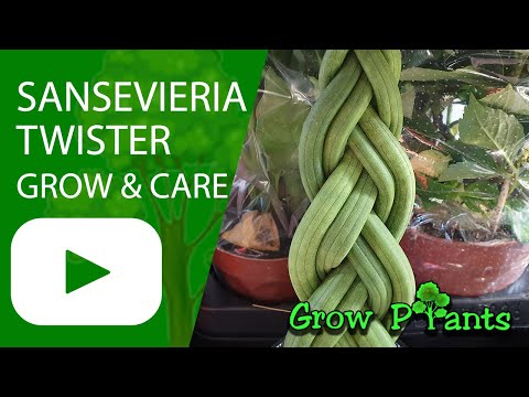 Sansevieria Twister - grow & care (DIY plant)