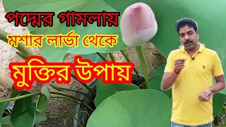 পদমর গমলয , মশর লরভ থক সহজ মকতর উপয