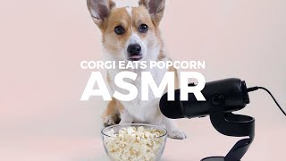 Corgi Eating Popcorn | ASMR