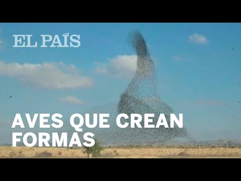 Video: ¿Es una bandada de pájaros?