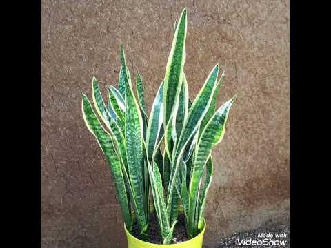 گل برای افتتاحیه ی مغازه 09129410059