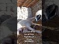 لحظة ولادة نعجة سبحان الله لحظة ولادة نعجة سبحان الله