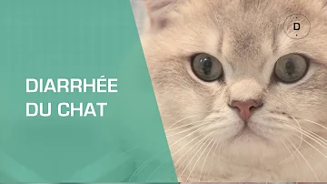 Est Ce Que Je Peux Donner Du Smecta A Mon Chat