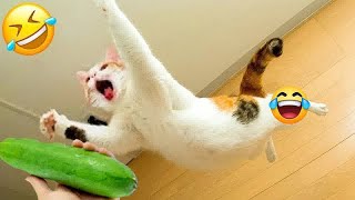 Funniest Cats And Dogs Videos🤣- Best Funny Animal Videos 2024😻Part 11