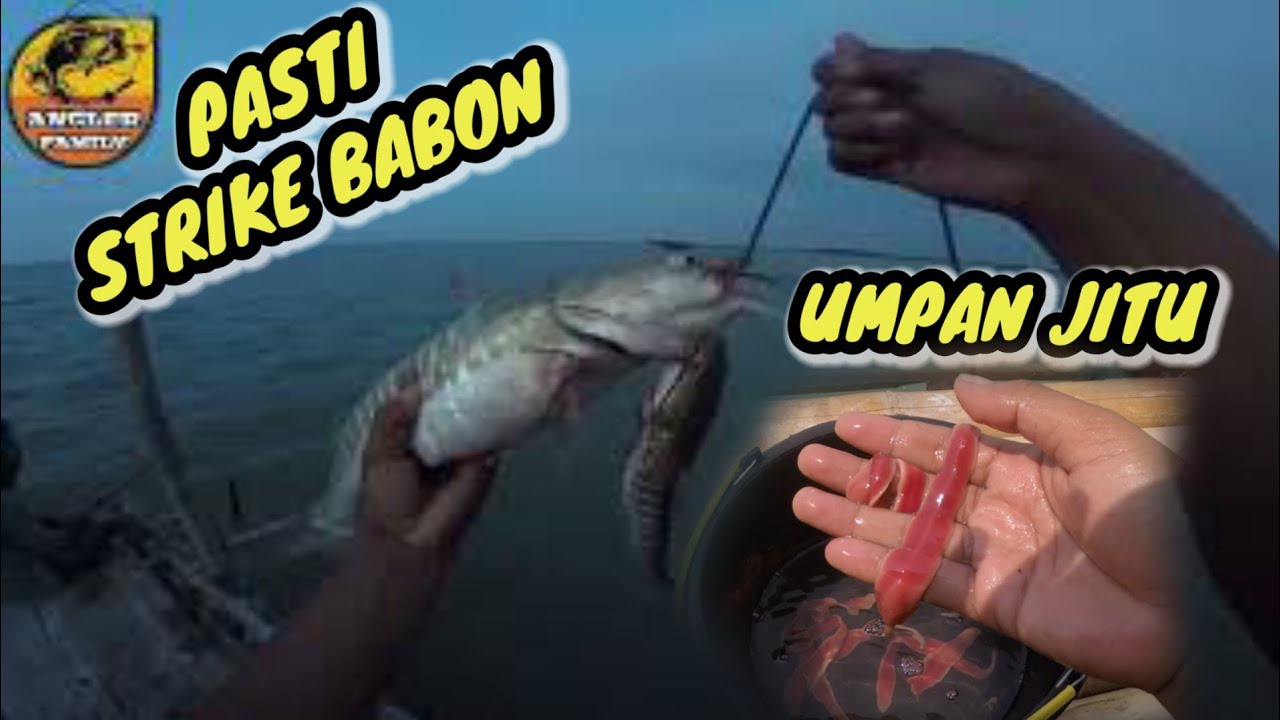 UMPAN JITU !!! KEDUKANG MONSTER BERHASIL NAIK // MANCING KEDUKANG