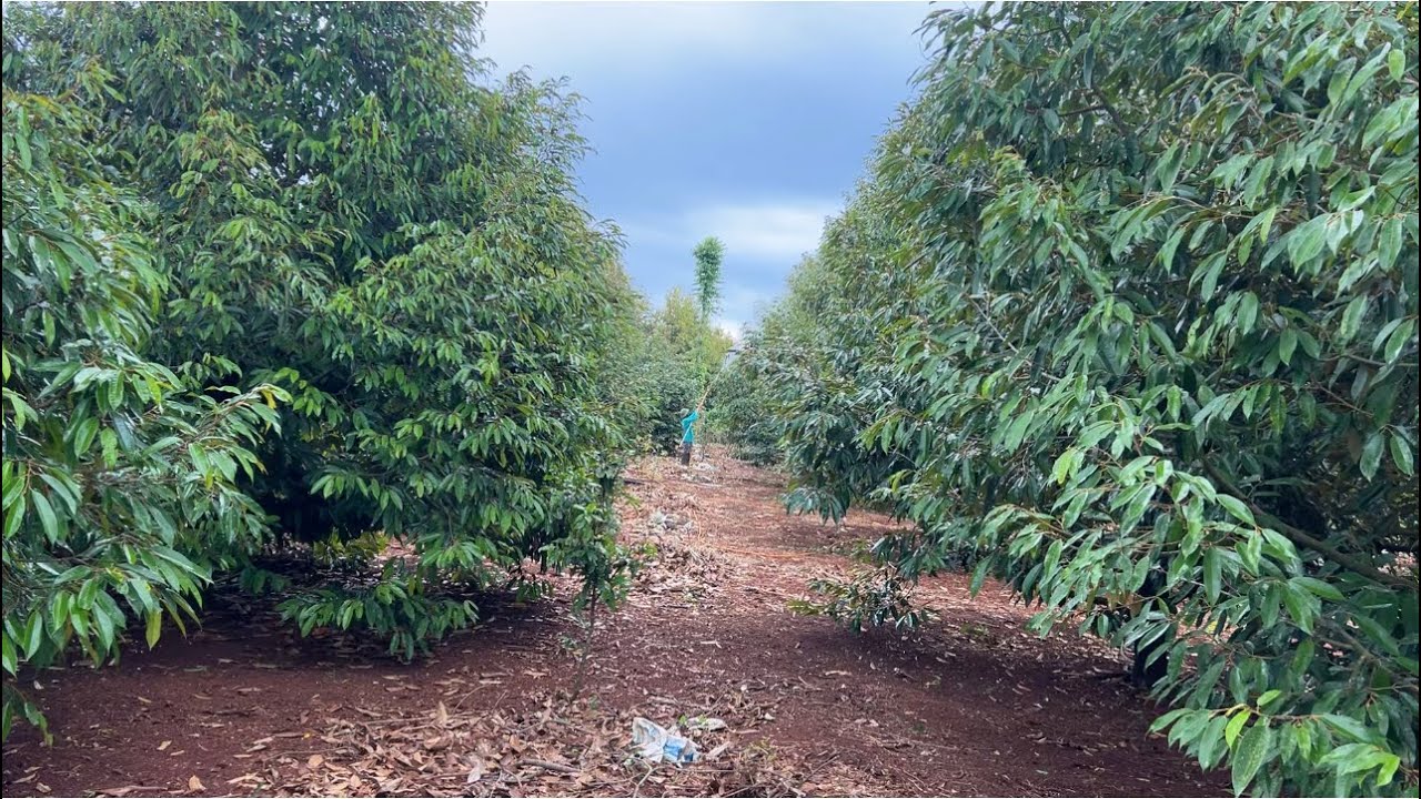 Bí quyết tạo mầm trong mưa không đậy bạt