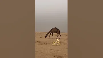 حب البداوه 