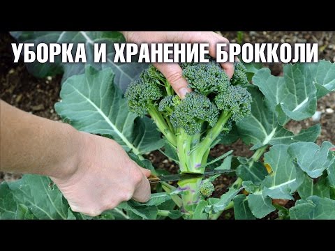 Уборка и хранение капусты Брокколи | #hitsadTV