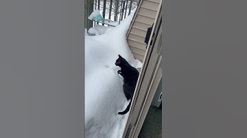 Snow Is Unstable Platform For Confused Cat || ViralHog