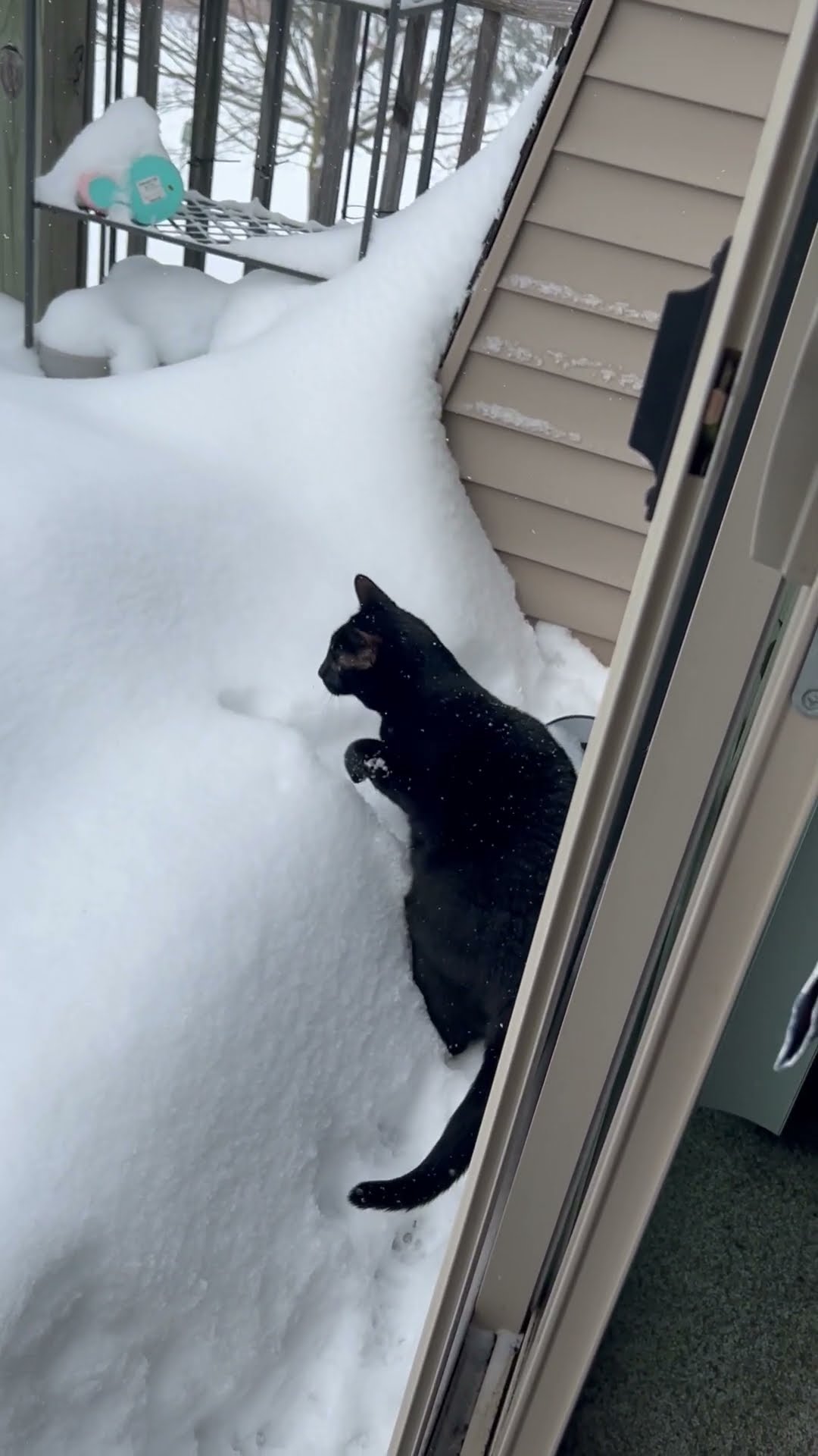 Snow Is Unstable Platform For Confused Cat || ViralHog