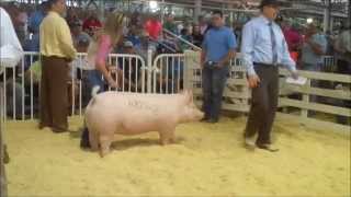 Details Record-Selling Yorkshire Gilt, 2014 WPX Update