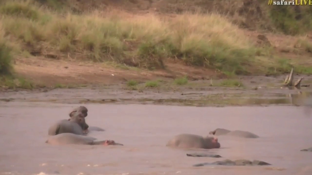 sindile faku July 23, 2017- Sunset- Last visit with James this evening along with Hippos aplenty