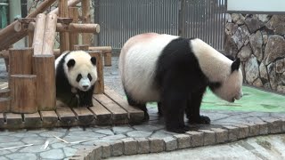 お母さんが竹をみてる隙に彩浜バックヤードへダッシュ！！ 飼育員さんに抱えられて再登場！！ #アドベンチャーワールド