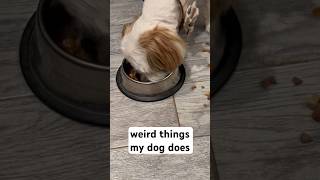 Mojo the Dog does weird things ? dogs Dogs Eating Food dogshorts Shih Tzu Adopt Dont Shop