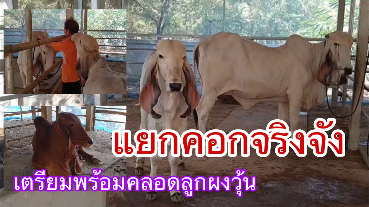 แยกคอก บักจ่อย และแม่เบลล่า อย่างจริงจัง