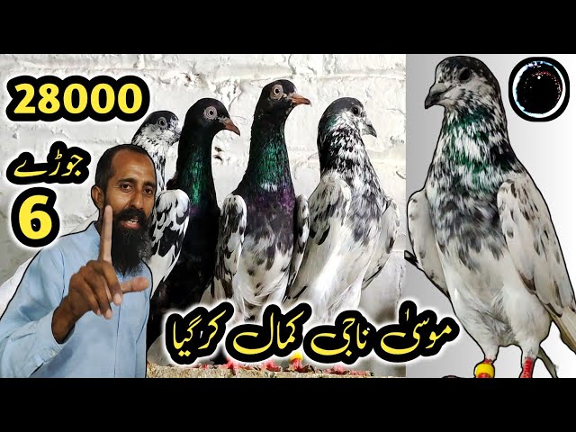 28,000 Ky 6 Nayab Jory || Sialkotti + Rampuri + Lakhy + Teddy Kabootar || Musa Naji Ki Big Deal class=