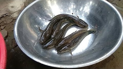 tiếp tục cắm câu cá lóc bằng mồi dế nhủi