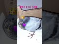 🎀 B E B İ Ş 🎀#pigeonbaby #taubenbaby #güvercinyavrusu #plumpser #rescued #care #feed #love #respect