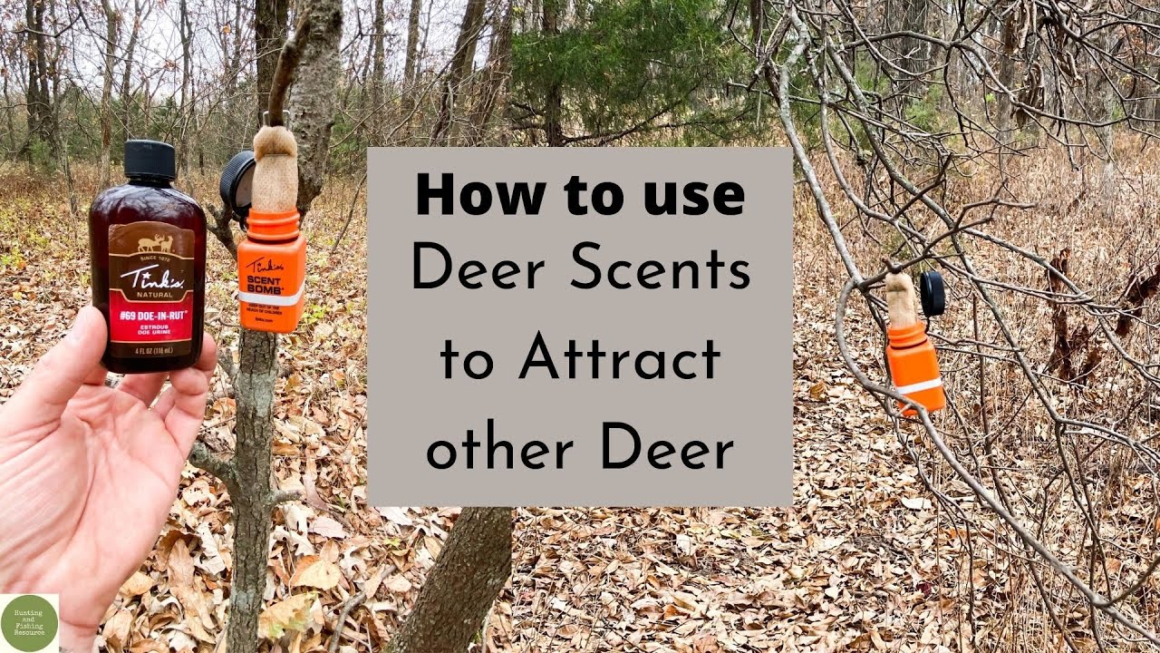 How to use Doe Urine to attract other Deer when hunting YouTube