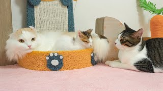 Two Male Cats Protect the Rescued Kitten While She Sleeps~ │ Episode.61