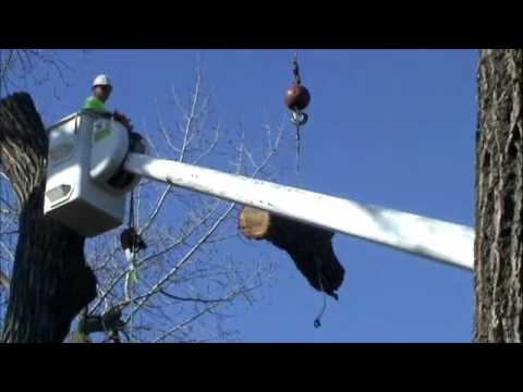 Tree Removal with a Crane