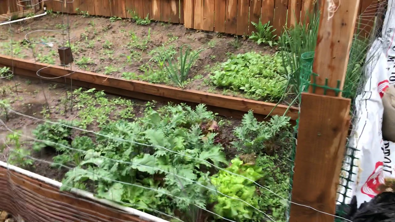 2020 Colorado Outdoor Cannabis grow pt 3