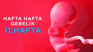 Hamilelikte 11. Hafta - Hafta Hafta Gebelik | İlk Adımlarım