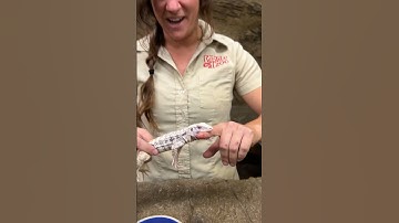 Tegu Lizard didn’t like the meal I made so he took a bite of me😅😳