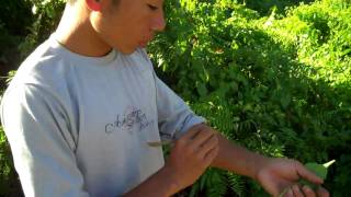 Indiakoro Ethnobotany - Sange Degio - 2B