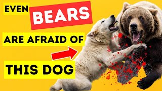 Top 5 Best Guard Dogs In The World| No 3 is shocking by Top 5 Animal Wonders 1,049 views 2 months ago 5 minutes, 38 seconds