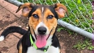 Pets Of The Week May 24, 2026