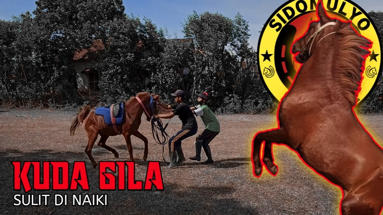 Melatih Kuda Sandel Yang Sulit Di Tunggangi | TRANING HORSE