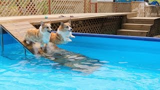 welsh corgi swimming