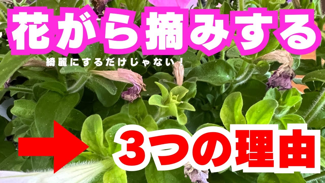 花摘みg 【公式通販】
