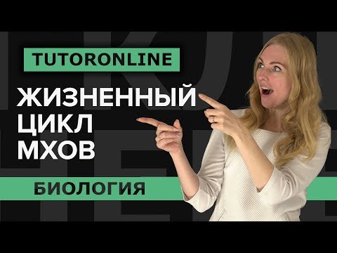 Биология | Жизненный цикл мхов