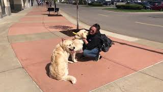 Sydney & Paris | 6 month old Golden Pyrenees | Off Leash k9 Training by Shannon Ruland 3,072 views 4 years ago 9 minutes, 10 seconds