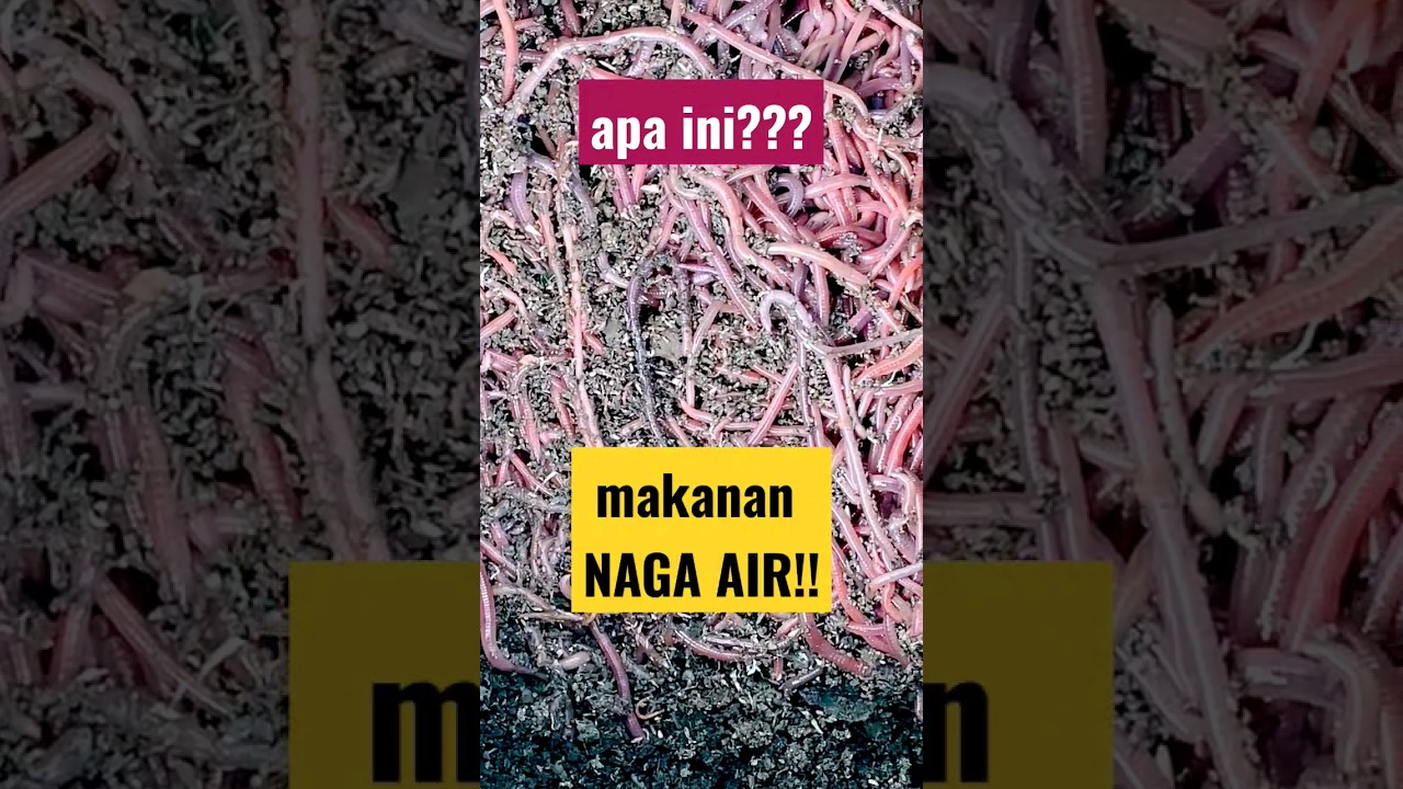Makanan Axolotl! #axolotl #nagaair #ikanberkaki #cacing #ngeri - YouTube