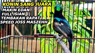 KOLIBRI NINJA GACOR Full Nembak Mewah!! Cukup 3 MENIT SAJA Kolibri KONIN PASTI NYAUT & IKUTAN BUNYI!