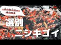 ニシキゴイ　選別　２才　変わり鯉　黄金＆プラチナ＃展示即売会